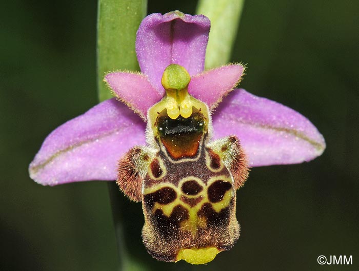 Ophrys gresivaudanica