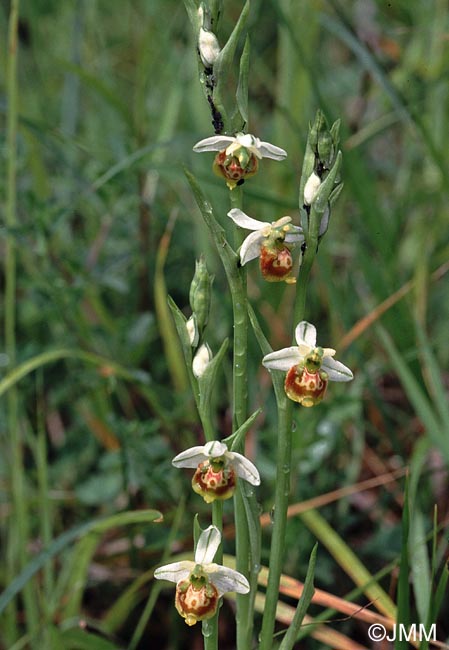 Ophrys gresivaudanica : f. hypochrome