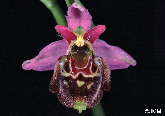 Ophrys gresivaudanica