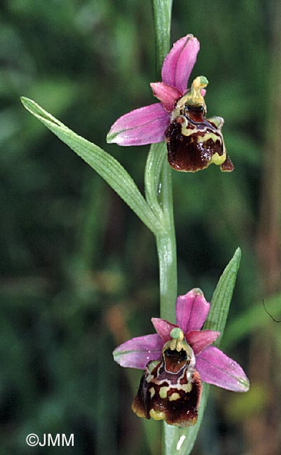 Ophrys gresivaudanica