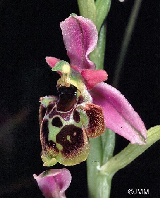 Ophrys gresivaudanica