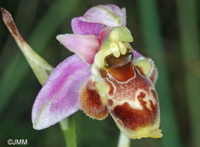 Ophrys gresivaudanica