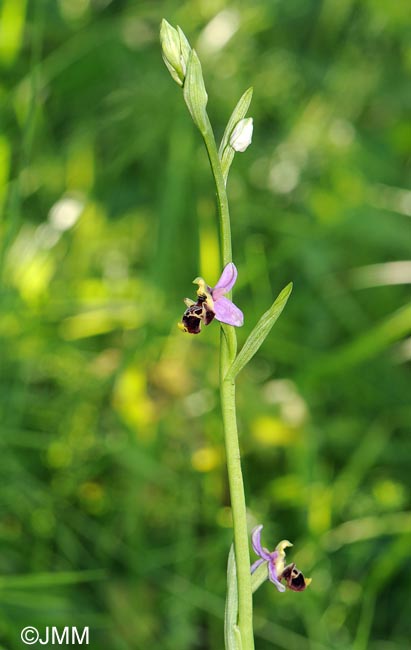 Ophrys gresivaudanica