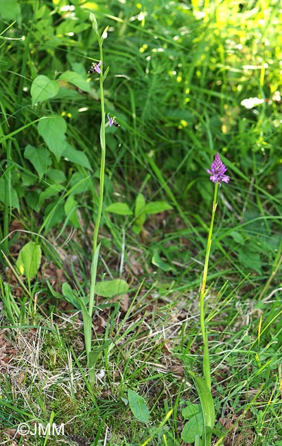 Ophrys gresivaudanica & Anacamptis pyramidalis