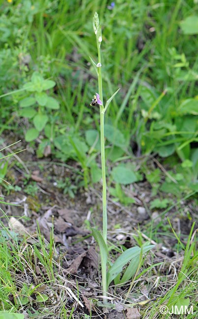 Ophrys gresivaudanica