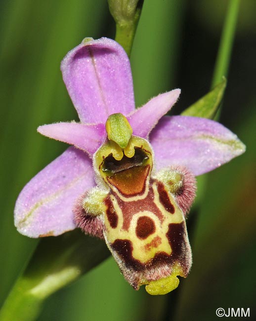 Ophrys gresivaudanica