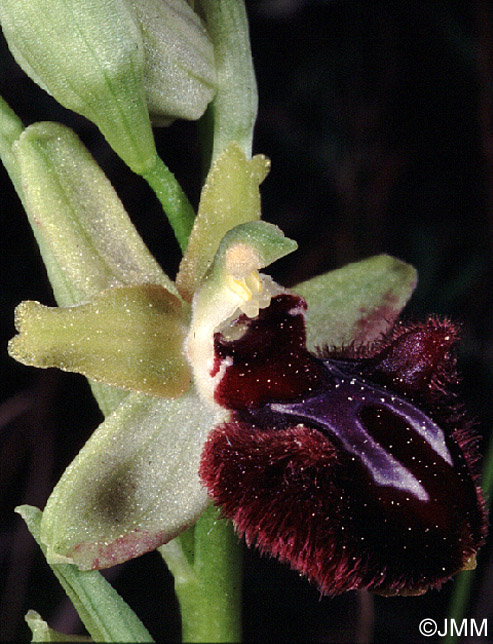 Ophrys incubacea