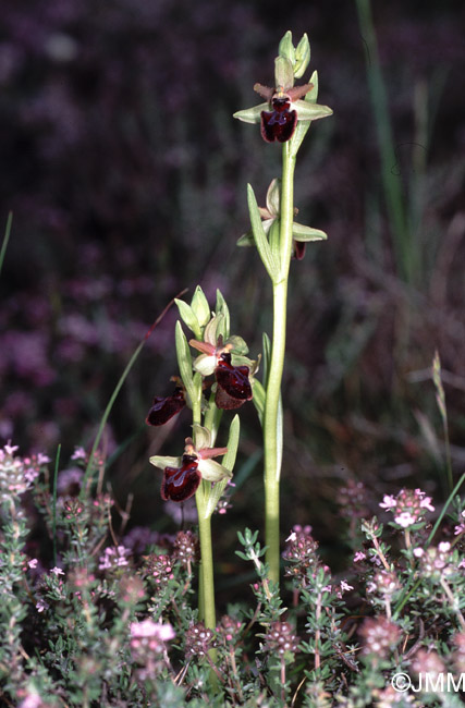 Ophrys incubacea