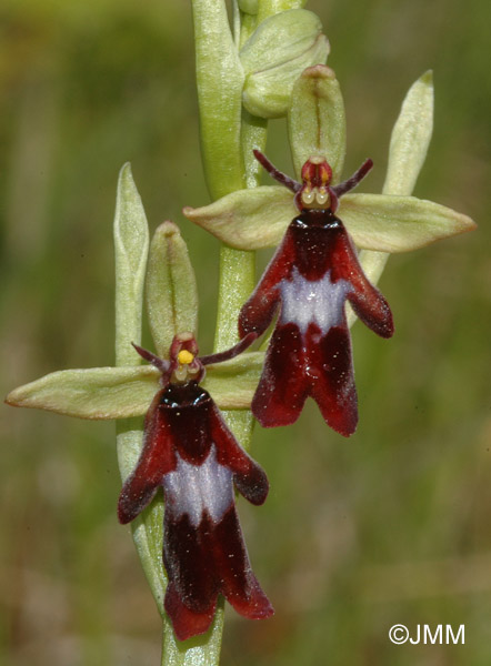 Ophrys insectifera