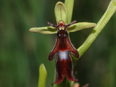 Ophrys insectifera