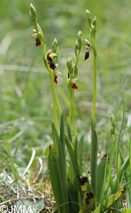 Ophrys insectifera