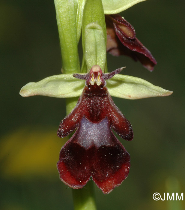 Ophrys insectifera