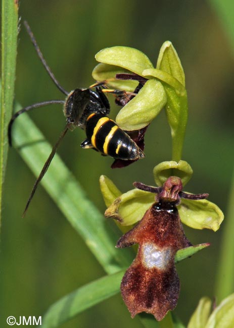 Ophrys insectifera & son pollinisateur Argogorytes mystaceus