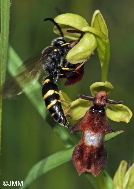 Ophrys insectifera & son pollinisateur Argogorytes mystaceus