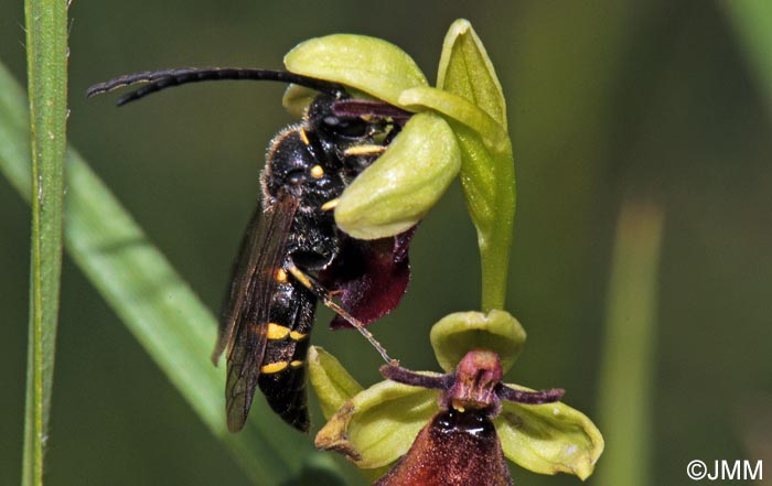 Ophrys insectifera & son pollinisateur Argogorytes mystaceus