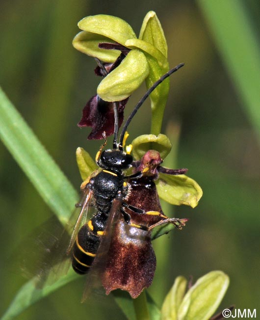 Ophrys insectifera & son pollinisateur Argogorytes mystaceus