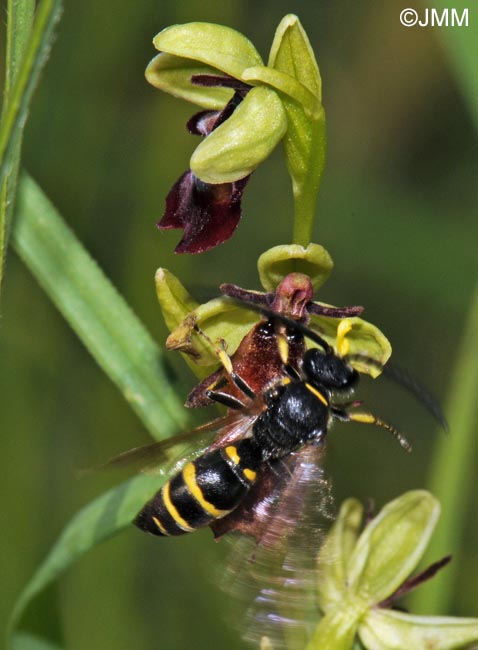 Ophrys insectifera & son pollinisateur Argogorytes mystaceus