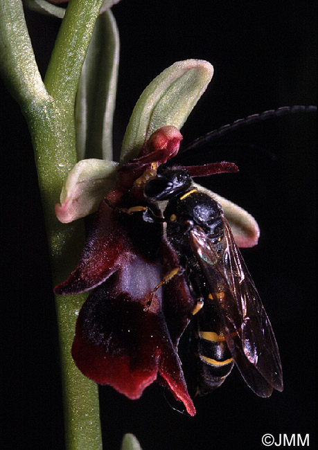 Ophrys insectifera et pollinisateur Argogorytes mystaceus