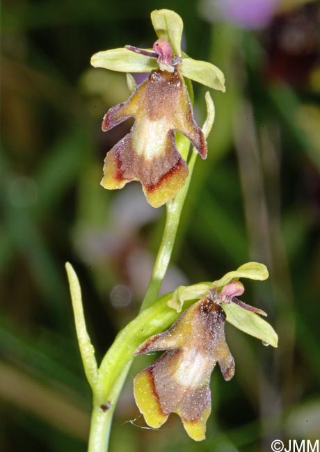 Ophrys insectifera f. luteomarginata