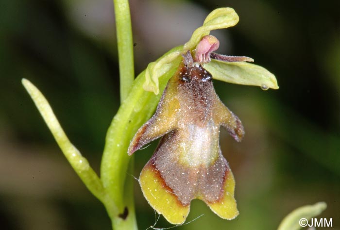 Ophrys insectifera f. luteomarginata