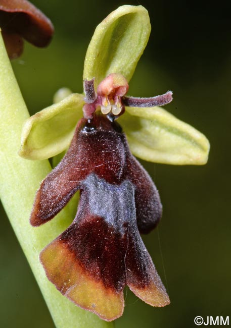 Ophrys insectifera f. luteomarginata