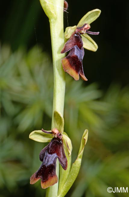 Ophrys insectifera f. luteomarginata