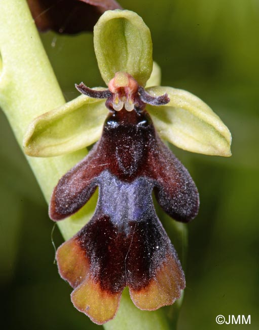 Ophrys insectifera f. luteomarginata