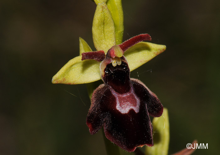 Ophrys insectifera x Ophrys sphegodes