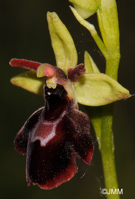 Ophrys insectifera x Ophrys sphegodes