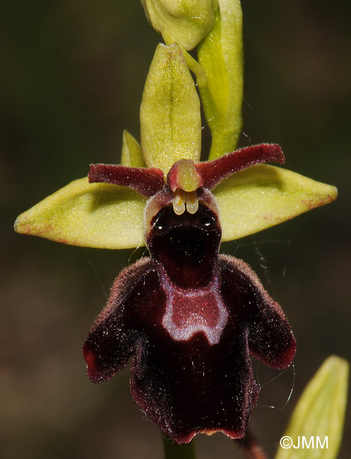 Ophrys insectifera x Ophrys sphegodes