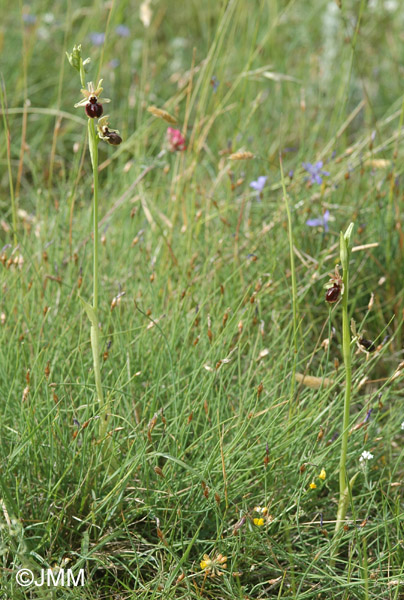 Ophrys ligustica = Ophrys incubacea subsp. castri-caesaris