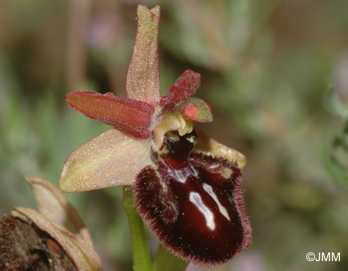 Ophrys ligustica = Ophrys incubacea subsp. castri-caesaris