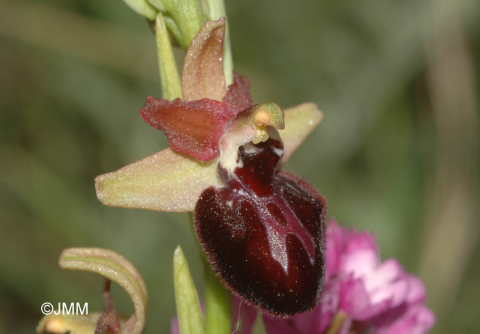 Ophrys ligustica = Ophrys incubacea subsp. castri-caesaris