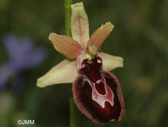 Ophrys ligustica = Ophrys incubacea subsp. castri-caesaris