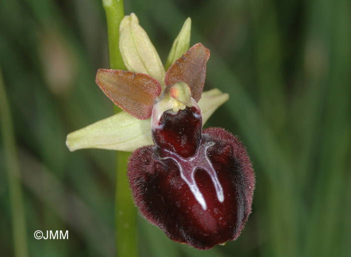 Ophrys ligustica = Ophrys incubacea subsp. castri-caesaris