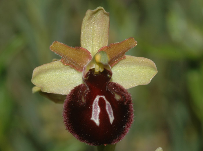 Ophrys ligustica = Ophrys incubacea subsp. castri-caesaris