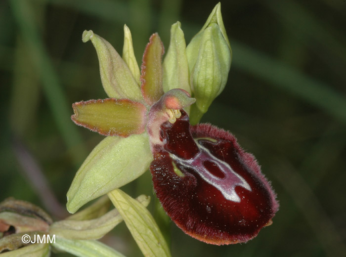 Ophrys ligustica = Ophrys incubacea subsp. castri-caesaris