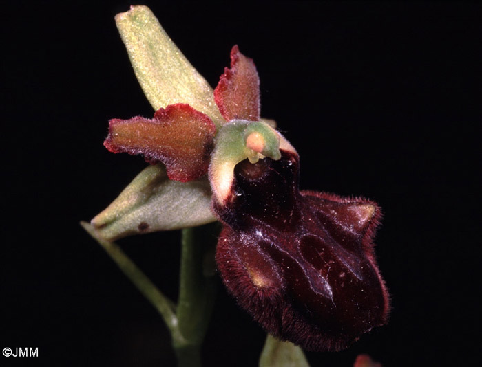 Ophrys ligustica = Ophrys incubacea subsp. castri-caesaris