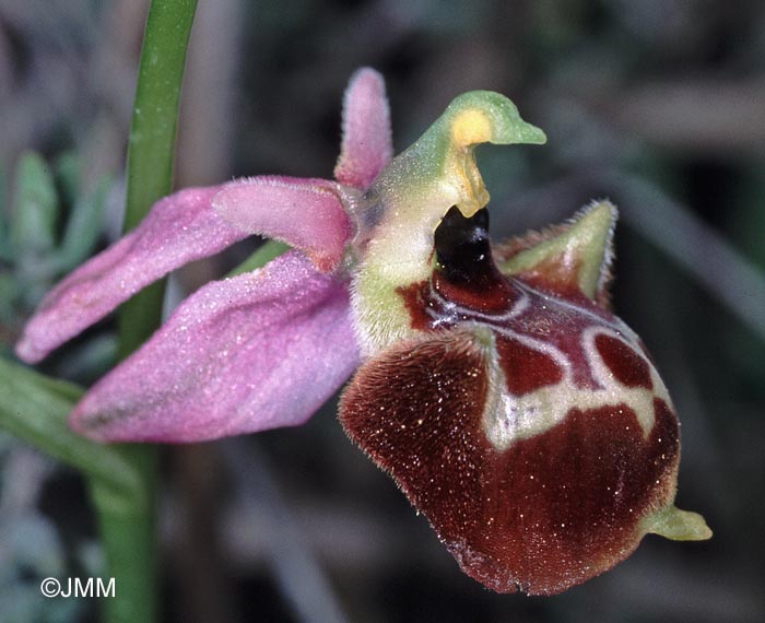 Ophrys linearis