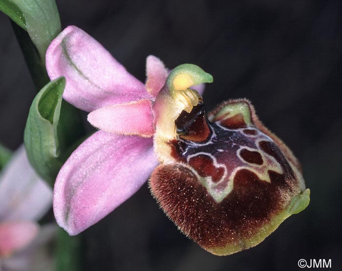 Ophrys linearis