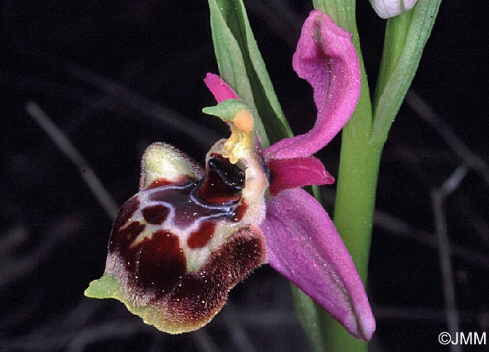 Ophrys linearis