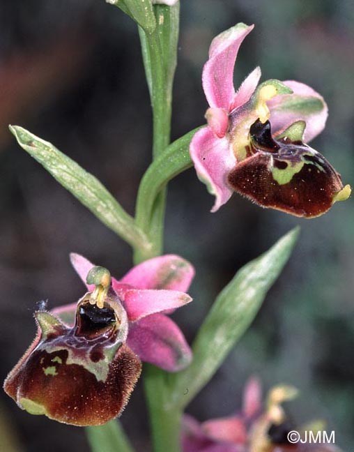 Ophrys linearis