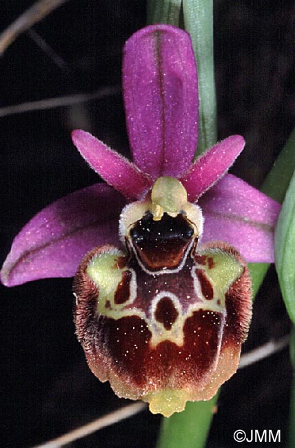 Ophrys linearis