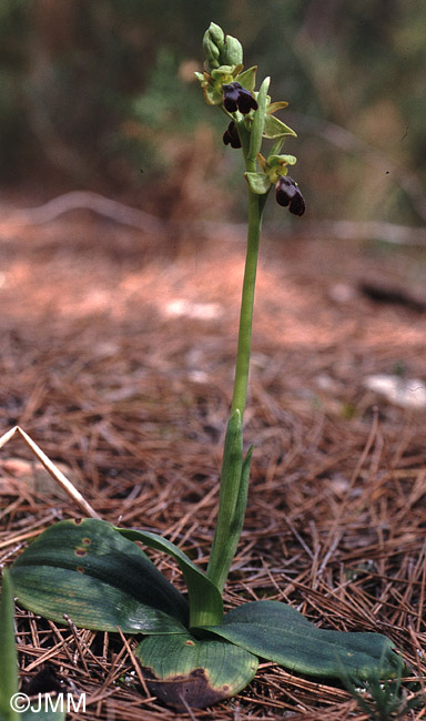 Ophrys lupercalis