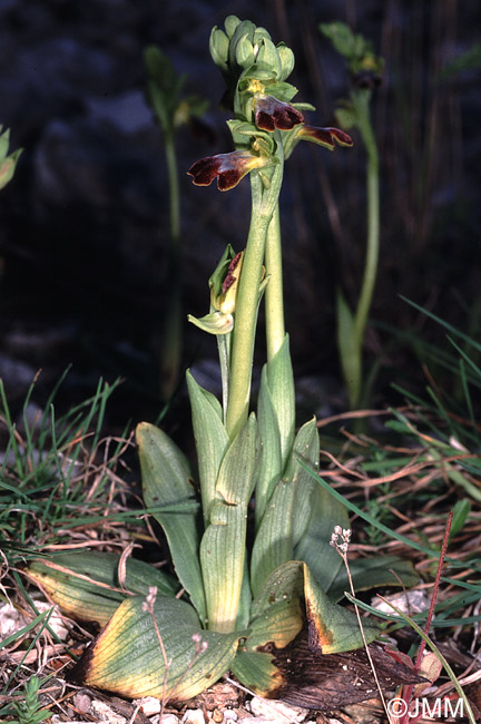 Ophrys lupercalis