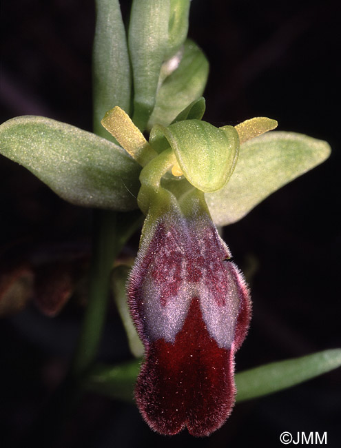 Ophrys lupercalis