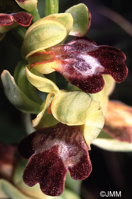 Ophrys lupercalis