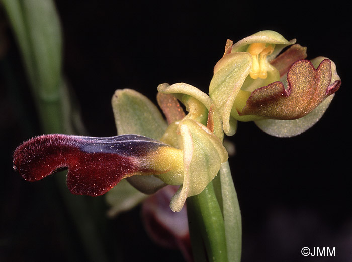 Ophrys lupercalis