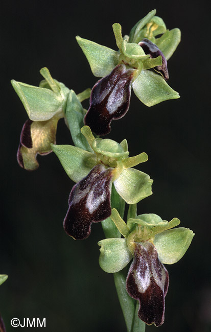 Ophrys lupercalis