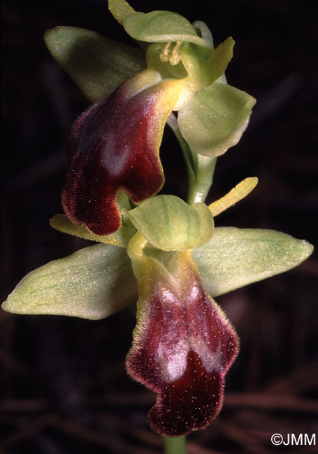 ophrys lupercalis